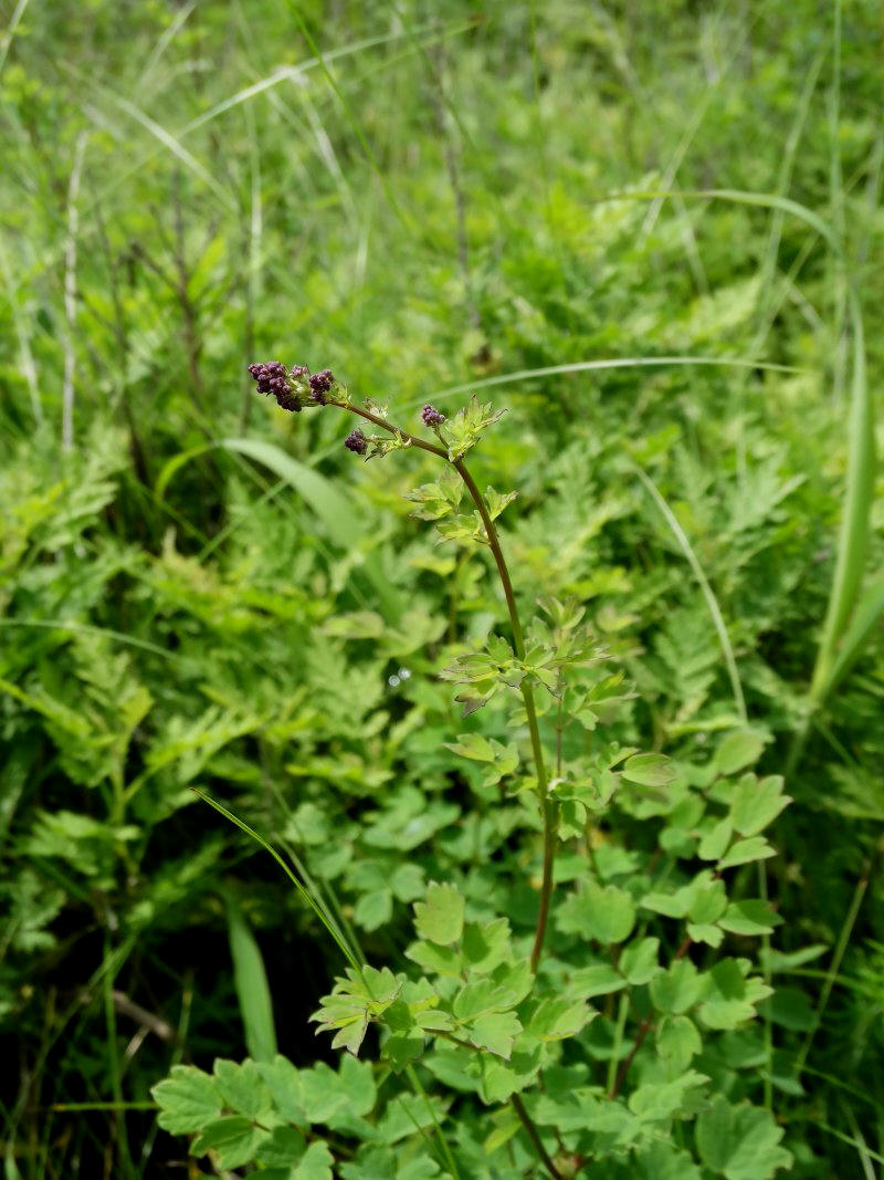 Image of Thalictrum minus specimen.