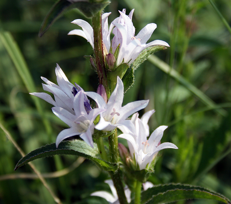 Изображение особи Campanula glomerata.