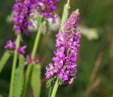 Betonica officinalis