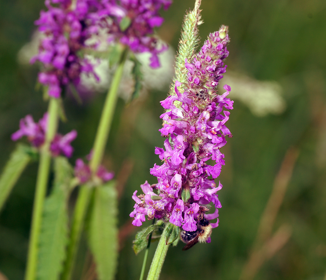 Изображение особи Betonica officinalis.