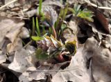 Corydalis solida. Молодые побеги. Москва, филиал Ботсада МГУ \"Аптекарский огород\", дендрарий. 29.03.2015.