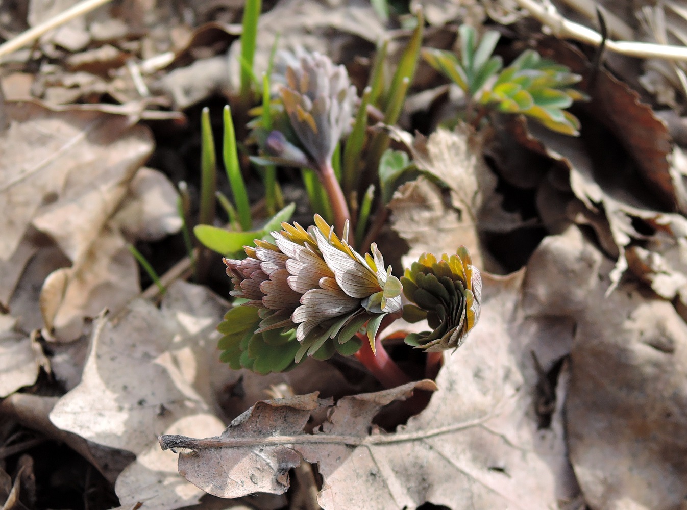 Изображение особи Corydalis solida.