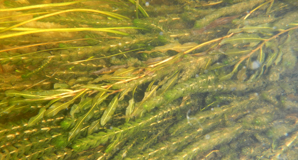 Image of Potamogeton lucens specimen.