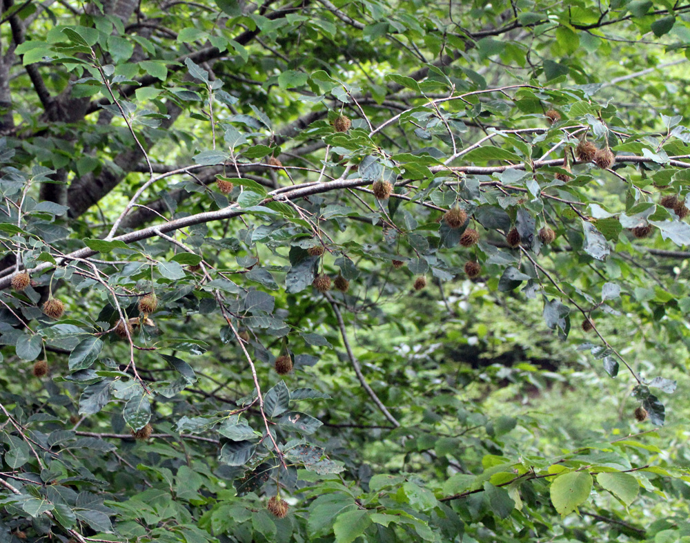 Изображение особи Fagus orientalis.