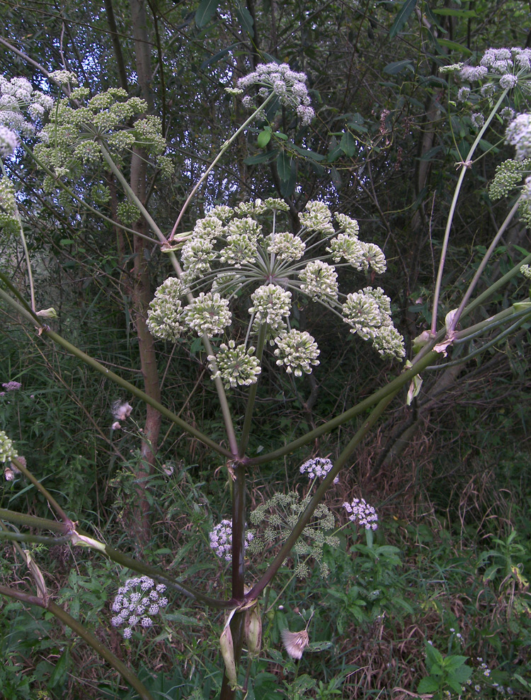Изображение особи Angelica pachyptera.
