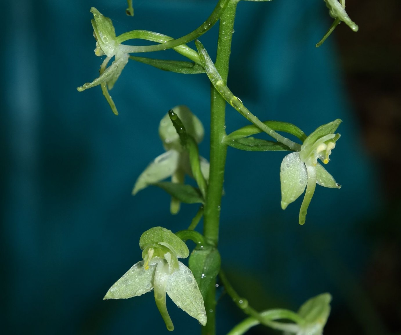 Image of Platanthera chlorantha specimen.