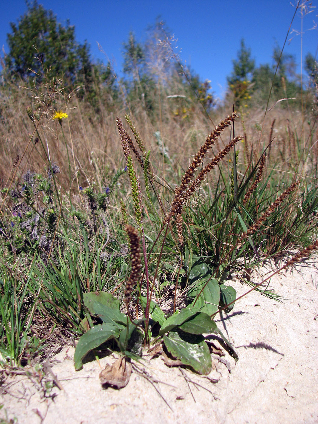 Image of Plantago major specimen.