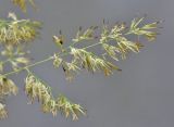 Calamagrostis epigeios