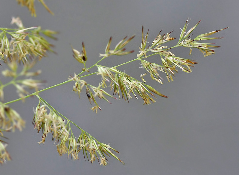 Изображение особи Calamagrostis epigeios.