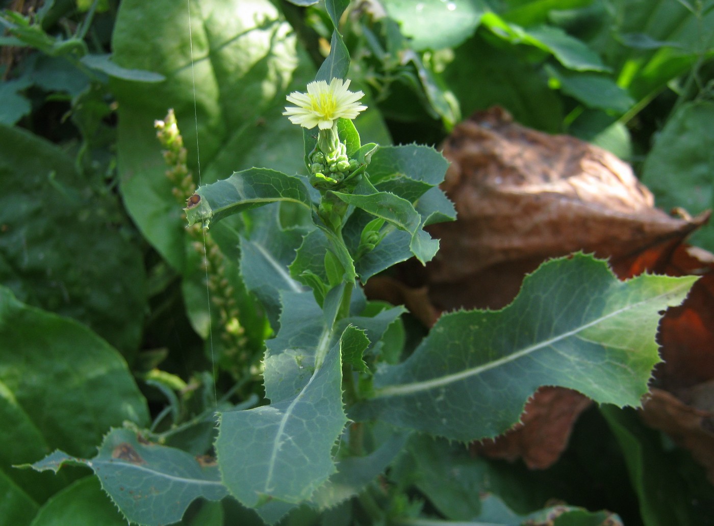 Изображение особи Lactuca serriola.