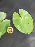 Nuphar lutea