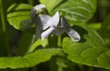 Viola palustris