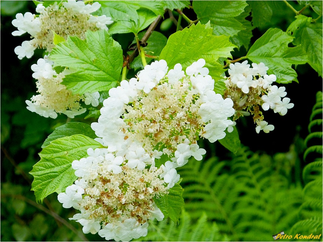 Image of Viburnum opulus specimen.