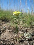 Erysimum canescens. Цветущее растение. Казахстан, Акмолинская обл., Тенгиз-Кургальджинская впадина, Кургальджинский запов., сев. берег оз. Есей, степь на солонцеватых суглинках. 17 мая 2016 г.