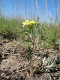 Erysimum canescens