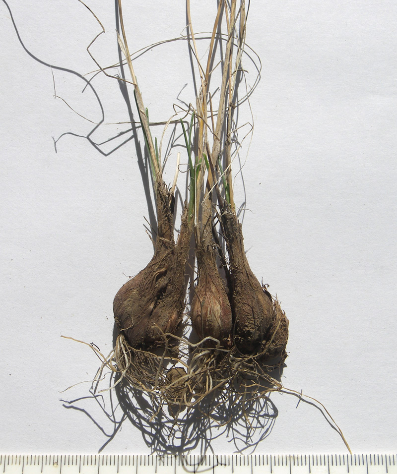 Image of Allium inaequale specimen.