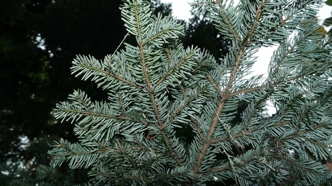 Image of Abies nordmanniana specimen.