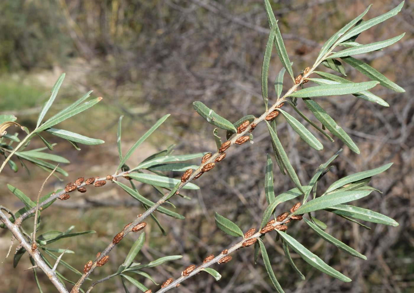 Изображение особи Hippophae rhamnoides.