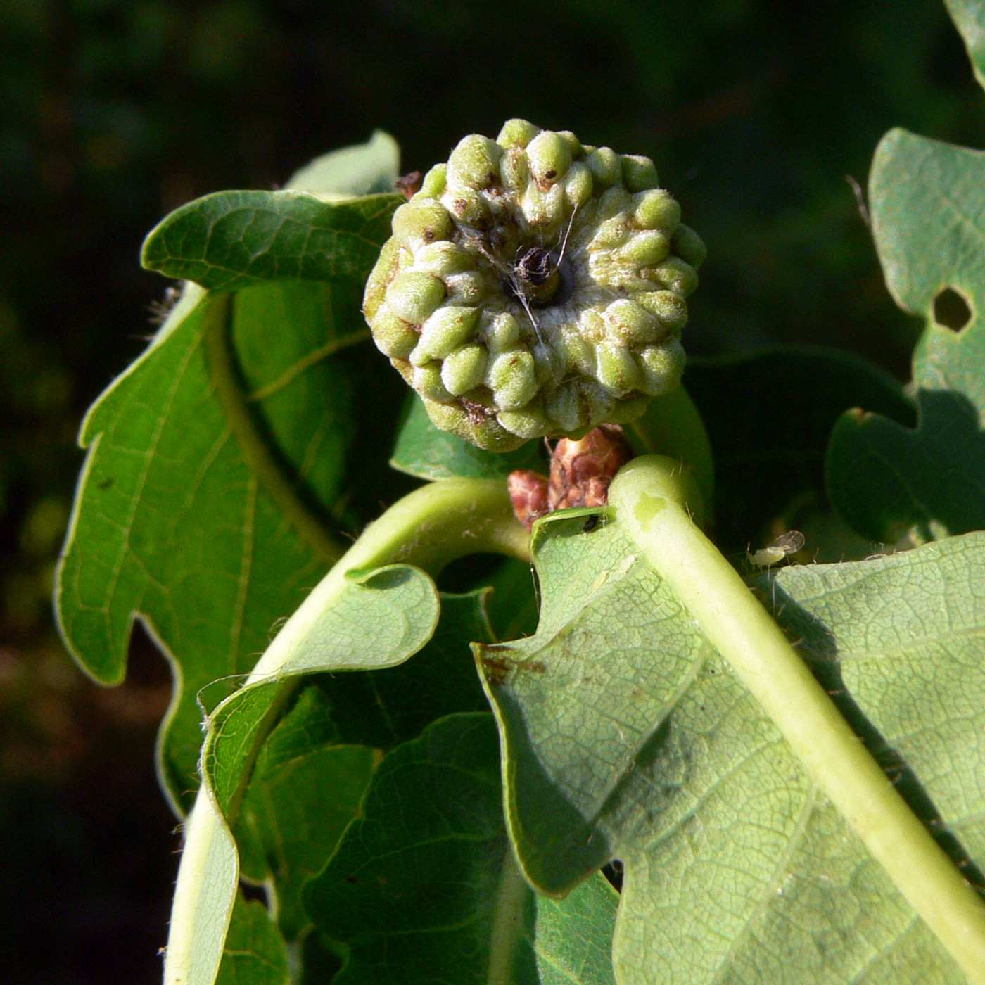 Изображение особи Quercus mongolica.