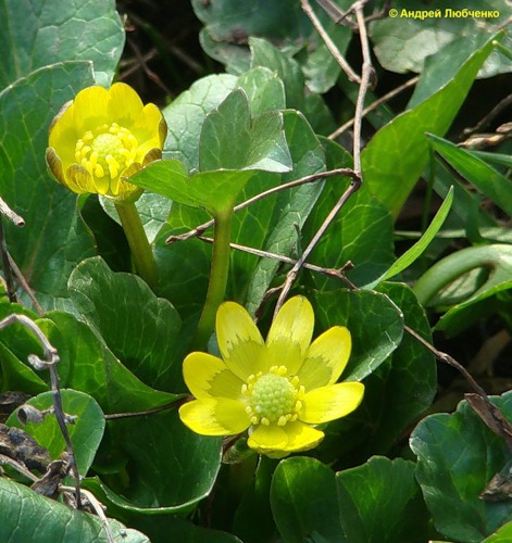 Image of Ficaria stepporum specimen.