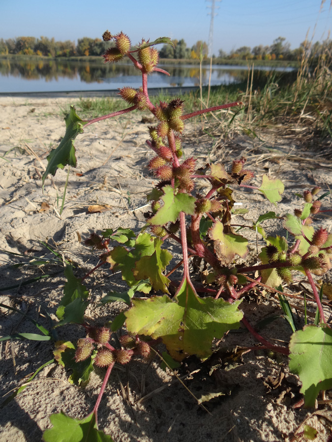 Image of Xanthium orientale specimen.