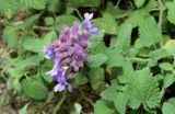 Nepeta mussinii