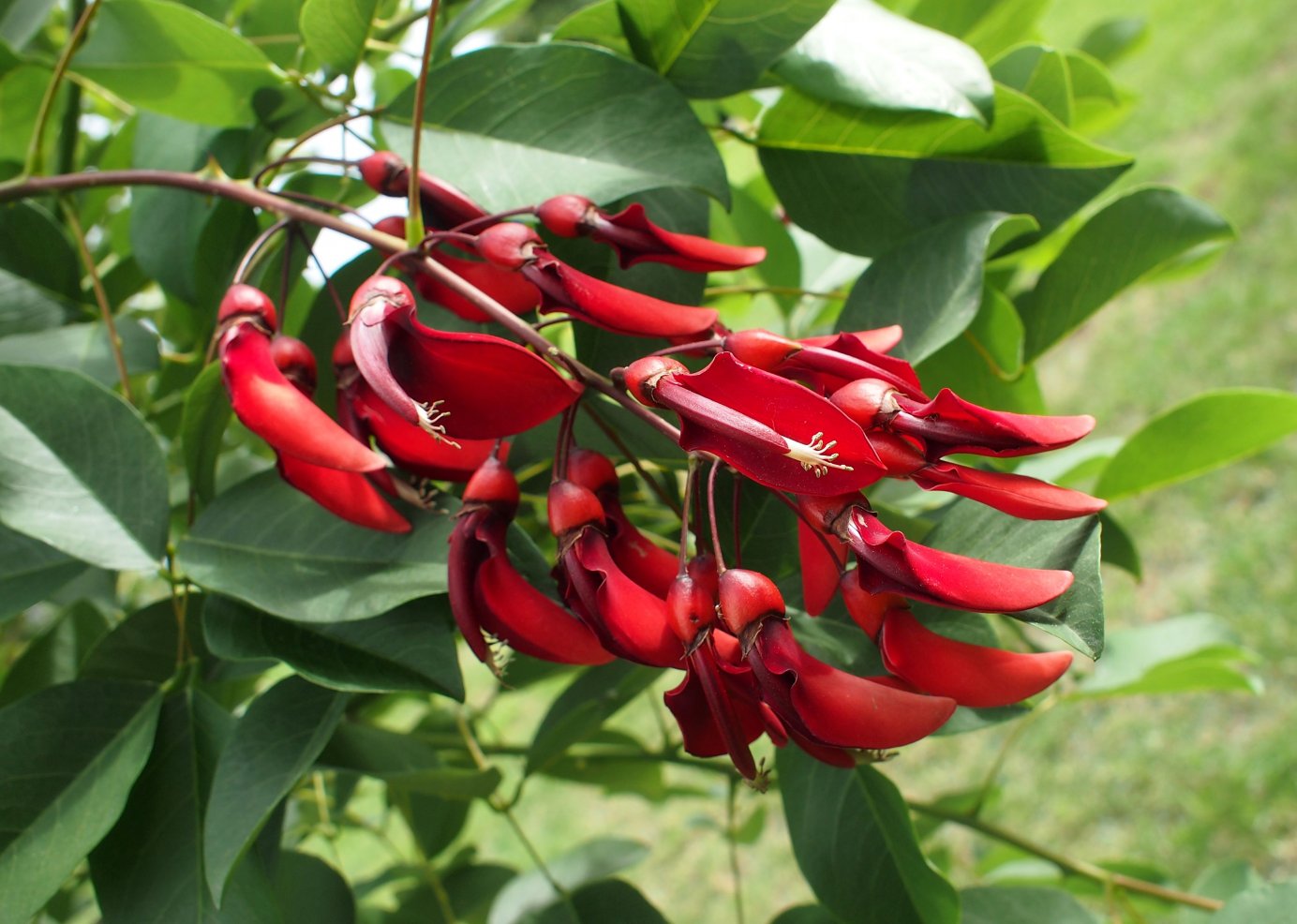 Изображение особи Erythrina crista-galli.