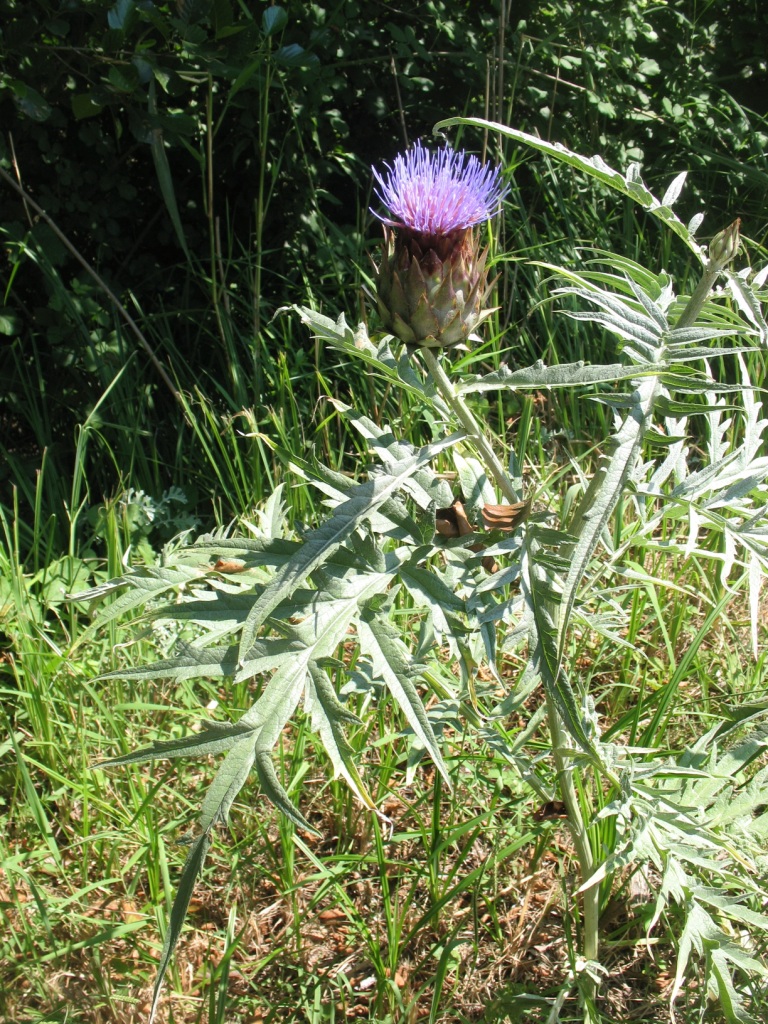 Image of Cynara scolymus specimen.