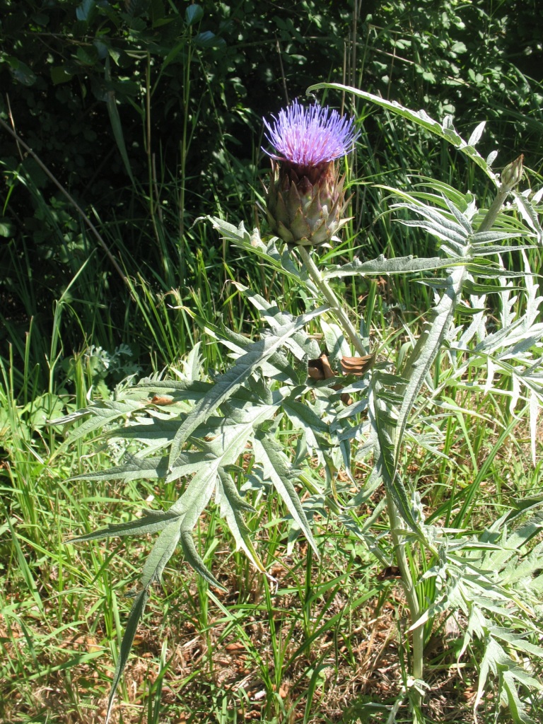 Изображение особи Cynara scolymus.