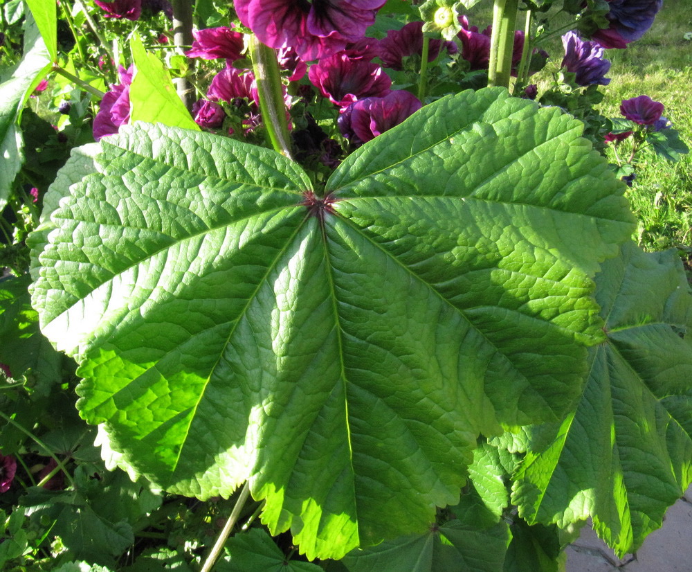 Image of Malva mauritiana specimen.