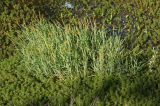 Alopecurus aequalis