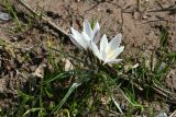 Crocus alatavicus