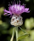 Centaurea deusta