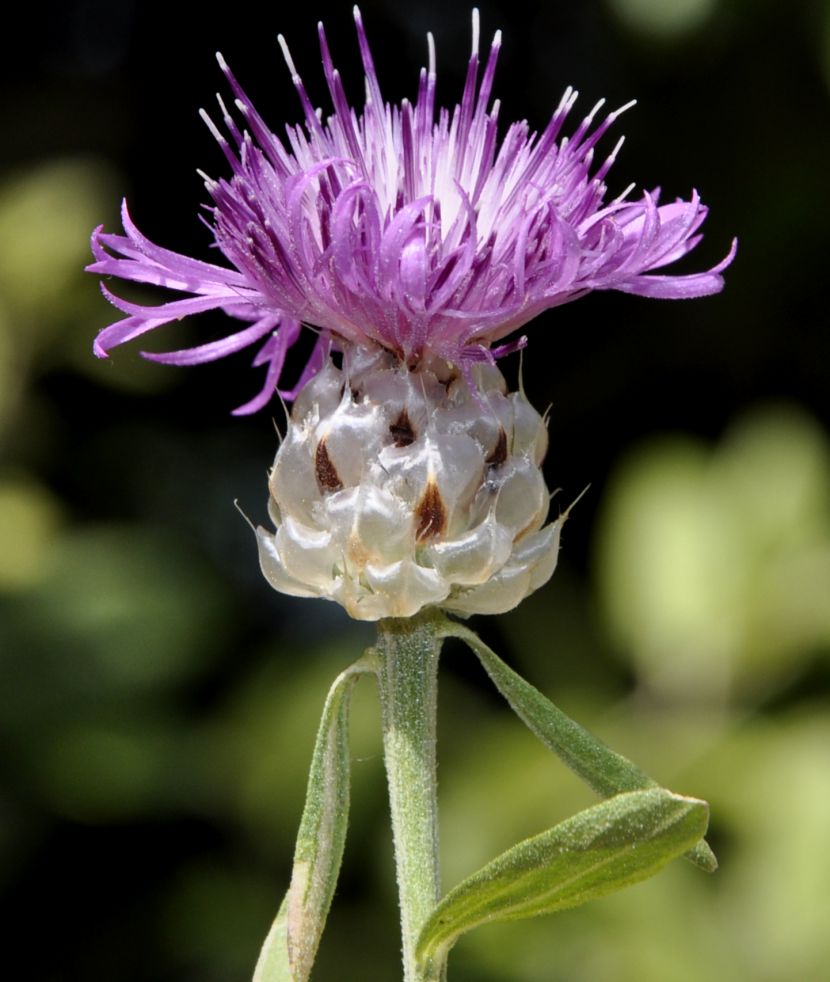 Image of Centaurea deusta specimen.