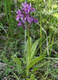 Dactylorhiza sambucina