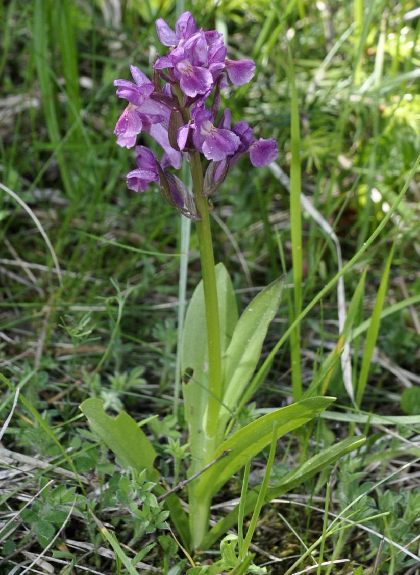 Image of Dactylorhiza sambucina specimen.