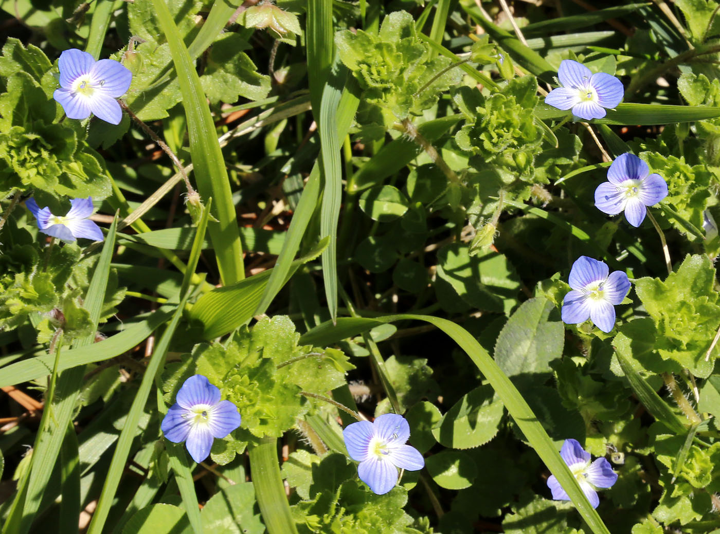 Image of Veronica persica specimen.