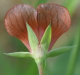 Lathyrus cicera