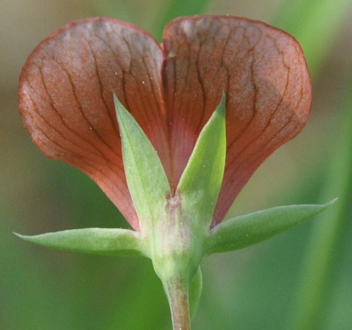 Изображение особи Lathyrus cicera.