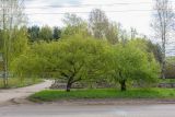 Betula pendula var. carelica