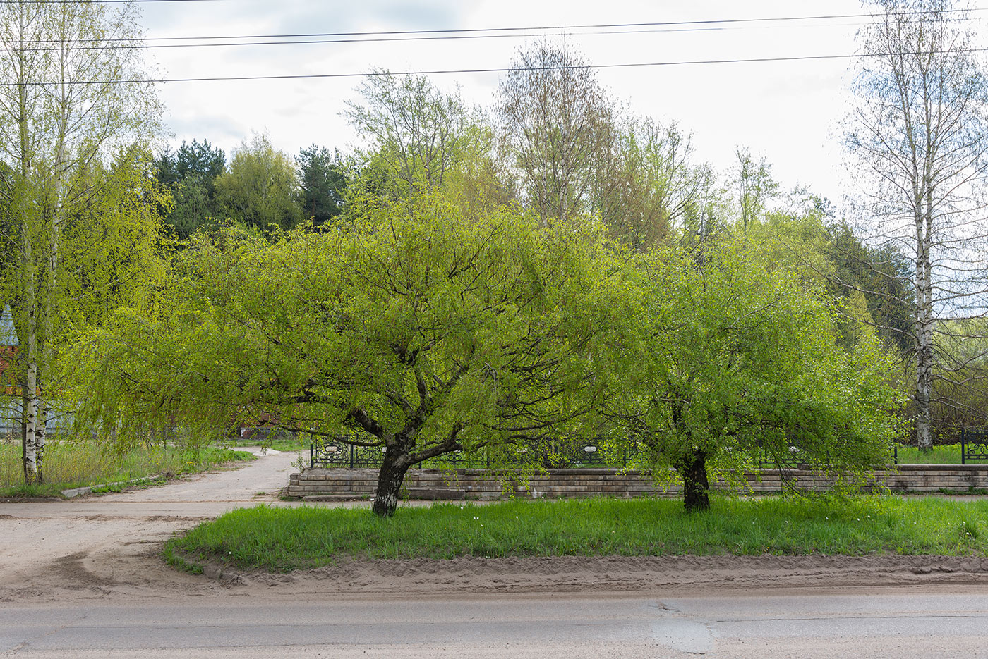 Изображение особи Betula pendula var. carelica.