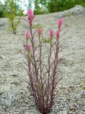 Castilleja rubra