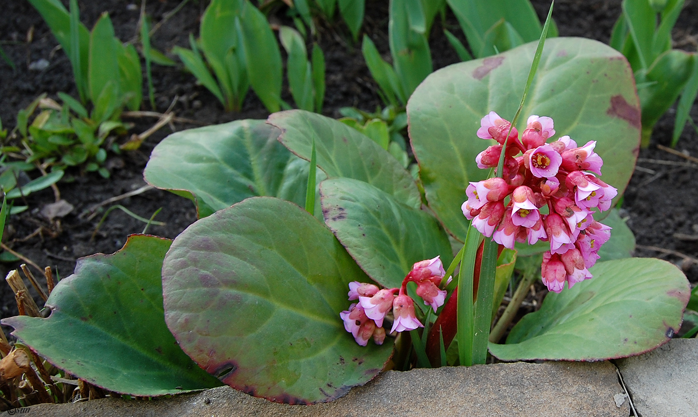 Image of Bergenia crassifolia specimen.