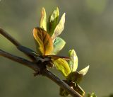 Lonicera caprifolium. Развивающиеся побеги. Московская обл., Раменский р-н, окр. дер. Хрипань, садовый участок. 30.04.2017.