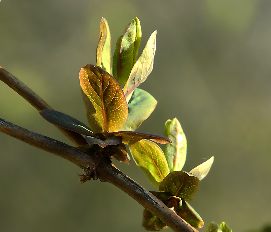 Image of Lonicera caprifolium specimen.