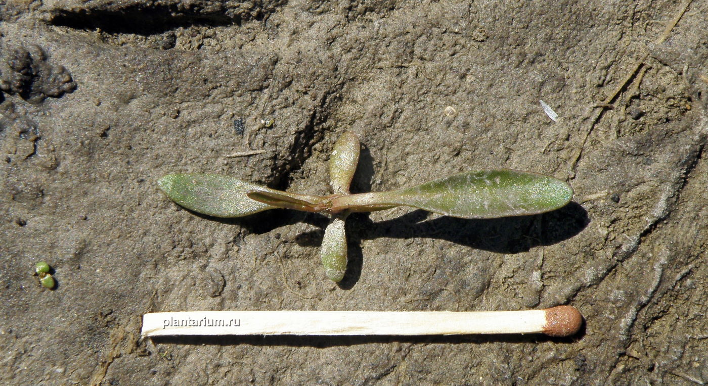 Image of Tripolium pannonicum specimen.