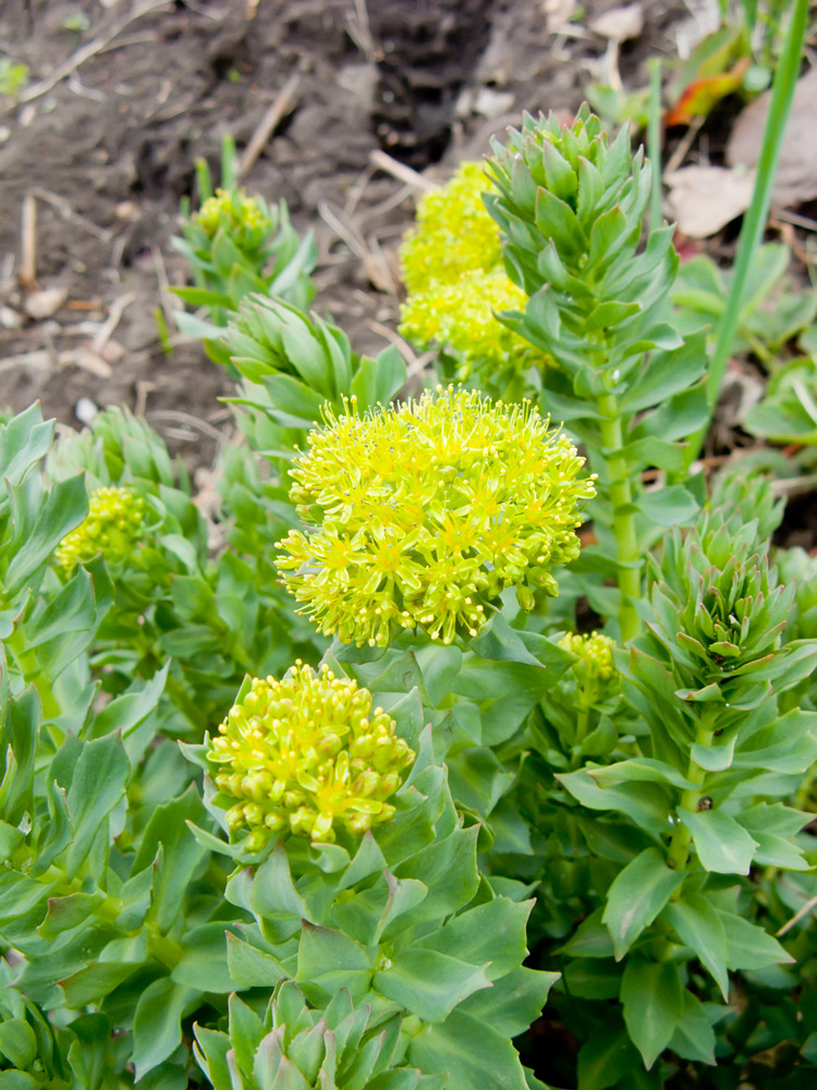 Image of Rhodiola rosea specimen.