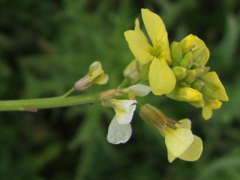 Изображение особи Rapistrum rugosum.