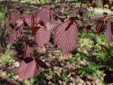 Corylus avellana. Верхушка веточки с молодыми листьями (f. Purpurea). Москва, Воронцовский парк, дубовая роща. 18.05.2017.