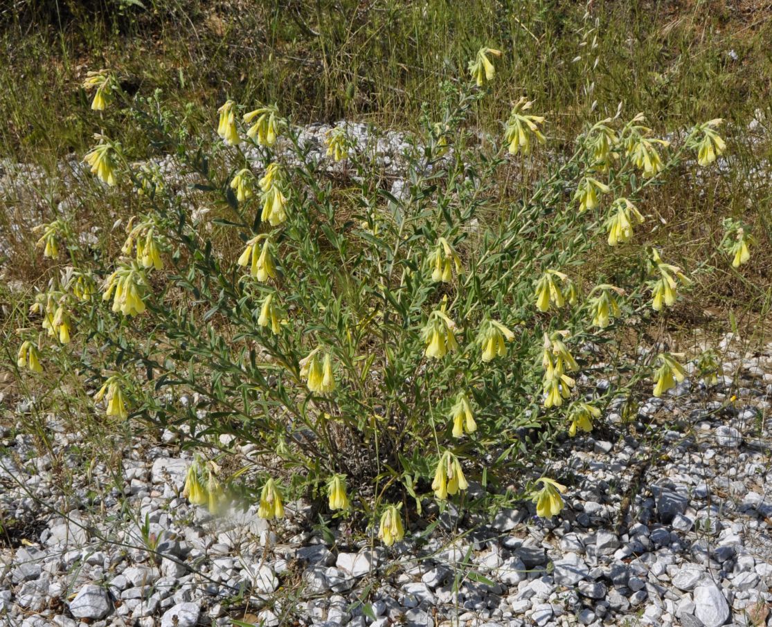 Изображение особи Onosma heterophylla.